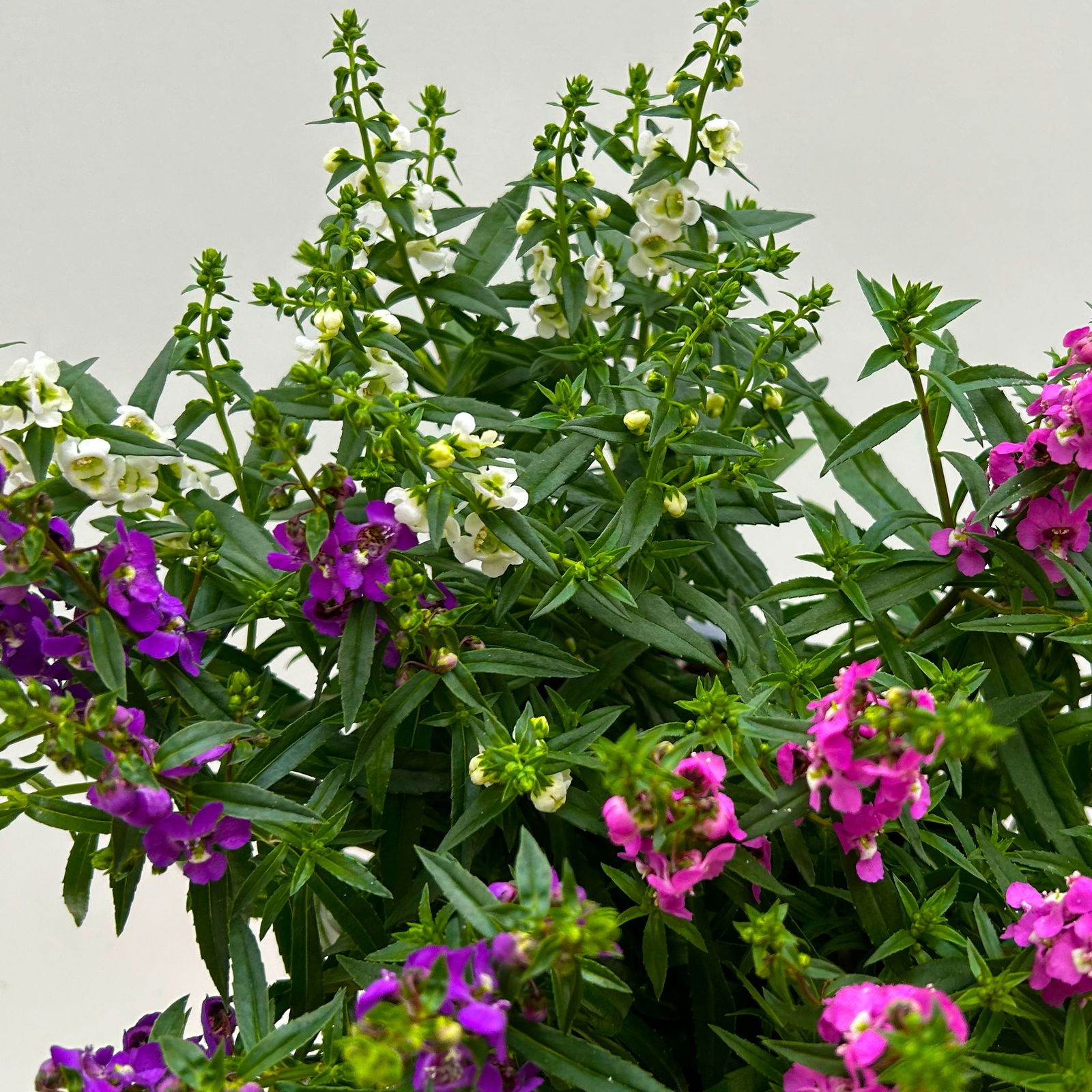 Angelonia 'Trio' rosa-weiß-lila/blau, Topf-Ø 15 cm, 3er-Set