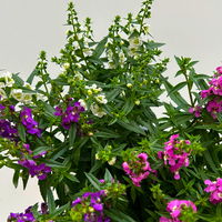 Angelonia 'Trio' rosa-weiß-lila/blau, Topf-Ø 15 cm, 3er-Set