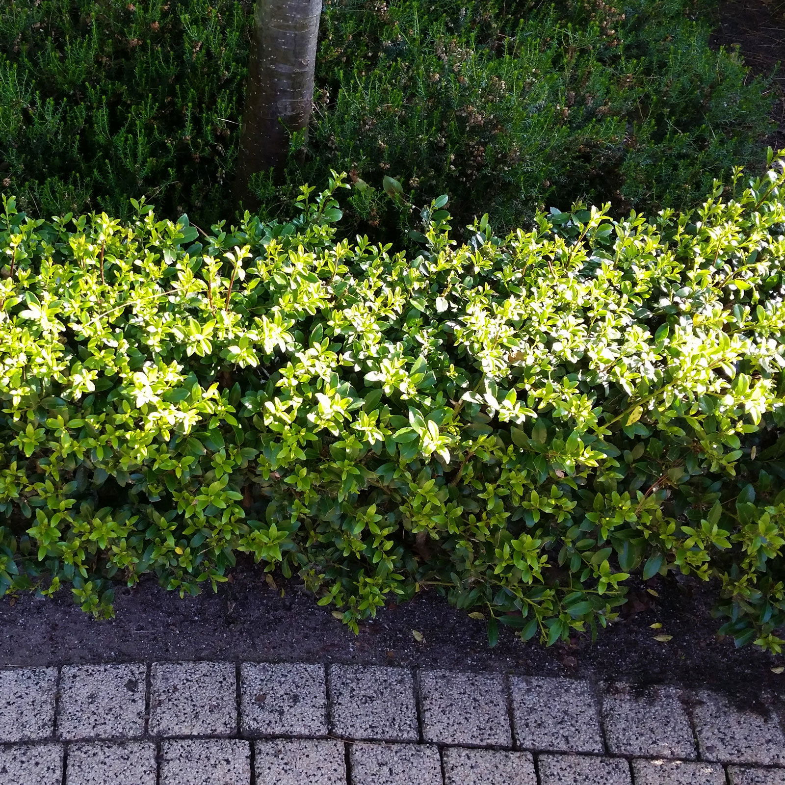 Stechpalme Ilex maximowicziana 'Impala®' online kaufen PflanzenKölle