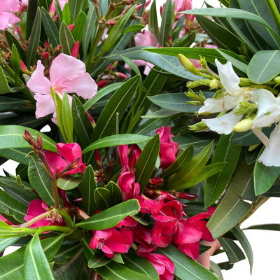 Oleander 'Trio' mehrfarbig, Topf-Ø 22 cm, Höhe ca. 60cm Oleander 'Trio' mehrfarbig, Topf-Ø 22 cm, Höhe ca. 60cm