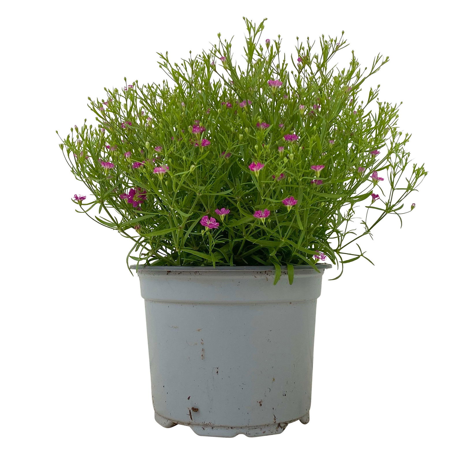 Schleierkraut rosa, Topf-Ø 12/13 cm