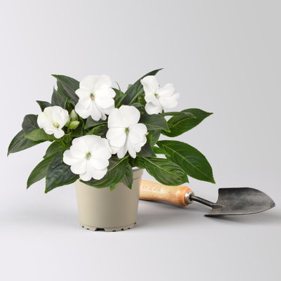 Edellieschen, weiß, Topf-Ø 12 cm, 6 Pflanzen Edellieschen, weiß, Topf-Ø 12 cm, 6 Pflanzen