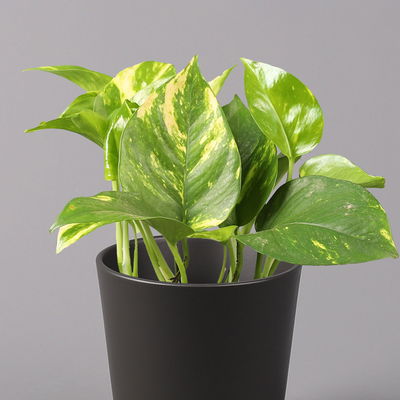 Efeutute mit Keramiktopf Dallas anthrazit, Topf-Ø 12 cm, 3 Pflanzen