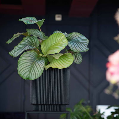 Capi Europe Pflanzgefäß 'Groove Zylinder', schwarz, ca. Ø 36 x H 38 cm Capi Europe Pflanzgefäß 'Groove Zylinder', schwarz, ca. Ø 36 x H 38 cm