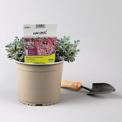 Fetthenne, Sedum 'Lidakense', rosarot, Höhe 15-20 cm, Topf 3 Liter