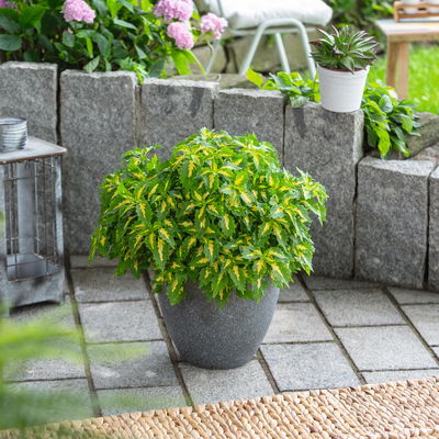 Buntnessel 'Down Town Port Fairy' hellgrün-gelb, Topf -Ø 12 cm, 6er-Set