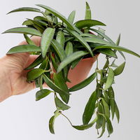 Bio Porzellanblume 'Hoya wayetii', Topf-Ø 10,5 cm, 3 Pflanzen