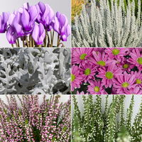 Pflanzenkreation 'Herbstwind', lila-weiß-silber, groß, 12 Pfl. inkl. Erde