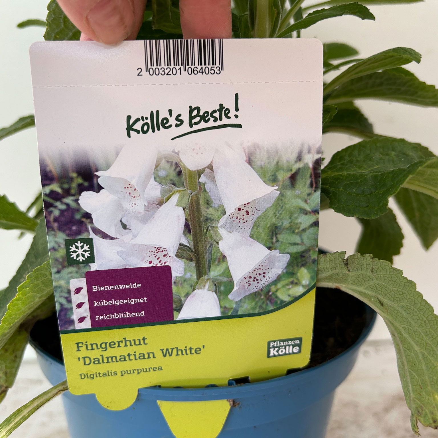 Garten-Fingerhut 'Dalmatian White' weiß, Höhe 70-100 cm, Topf 3 Liter