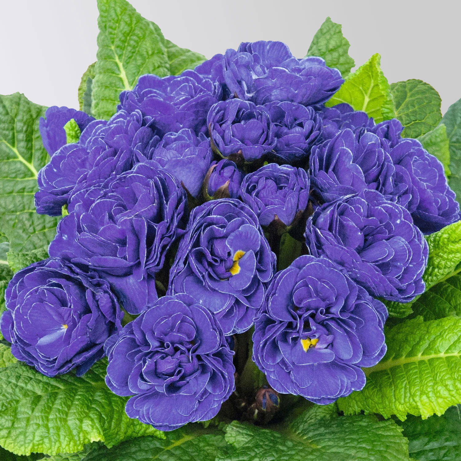 Primel 'Belarina', blau gefüllt, Topf-Ø 12 cm, 6 Pflanzen