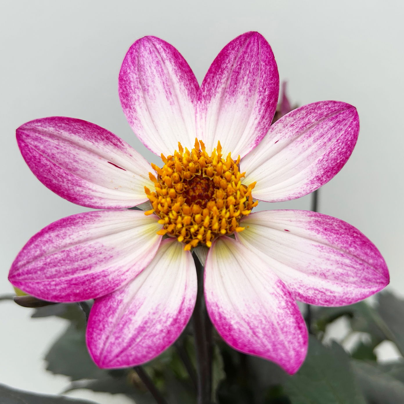 Dahlie 'Dahlegria® Pink', pink, Topf- Ø 21/22 cm
