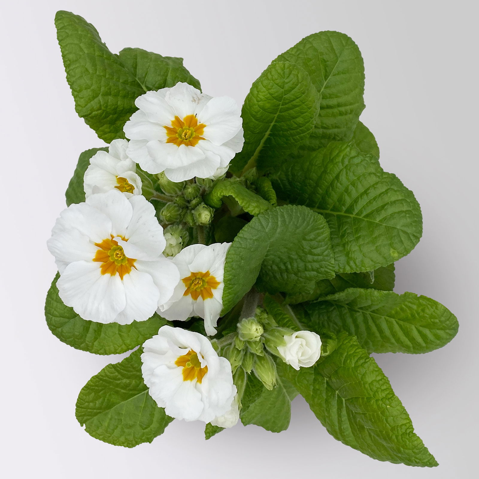 Pflanzenkreation Frühlingsblüten, 12 Pflanzen inkl. Erde