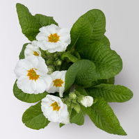 Pflanzenkreation Frühlingsblüten, 12 Pflanzen inkl. Erde