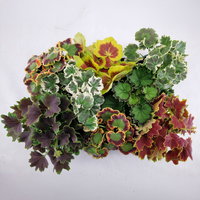 Blattschmuck Geranie, Farbe zufällig, Topf-Ø 10,5 cm, Höhe ca. 25 cm, 8 Pflanzen