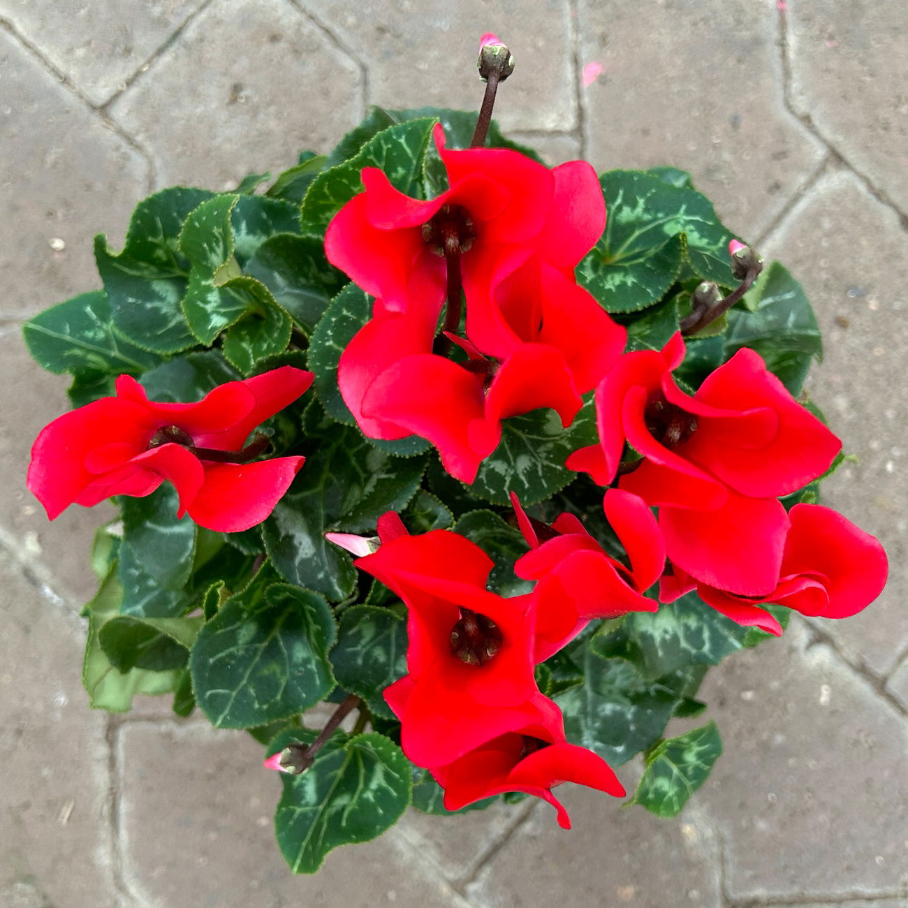 Alpenveilchen 'Meine Beste' rot, Topf-Ø 13 cm, 3 Stück