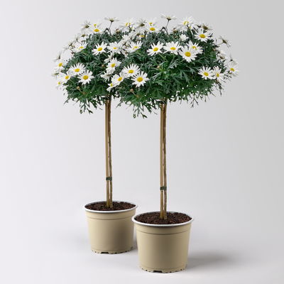 Margerite 'Stella', weiß, Stamm, Topf-Ø 19 cm, 2 Pflanzen Margerite 'Stella', weiß, Stamm, Topf-Ø 19 cm, 2 Pflanzen