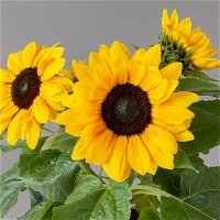 Sonnenblume verzweigt gelb, Topf-Ø 15 cm, 2er-Set