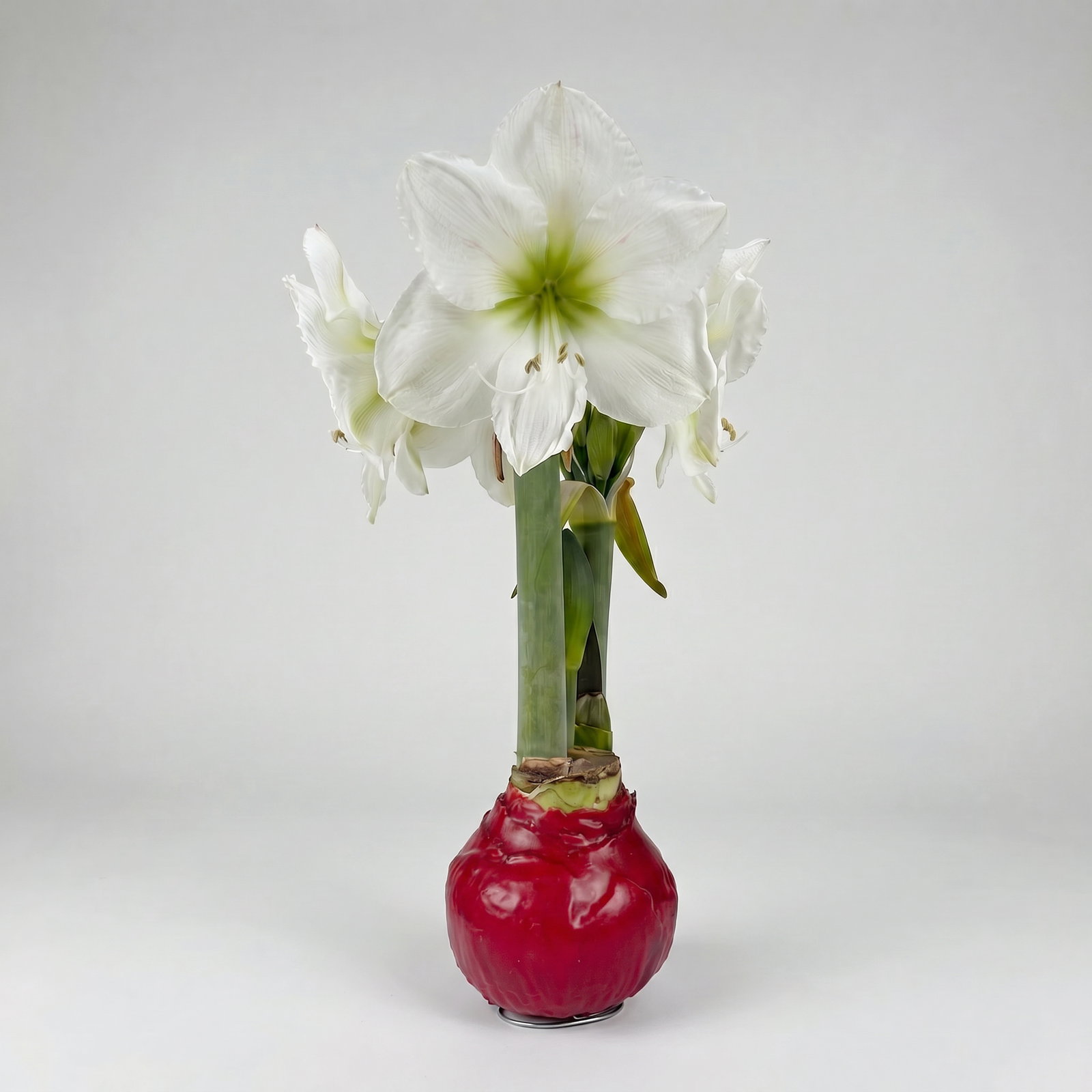 Amaryllis in Wachs XL, Dekor 'Basic Red', Blüte weiß