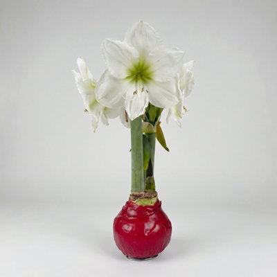 Amaryllis in Wachs XL, Dekor 'Basic Red', Blüte weiß