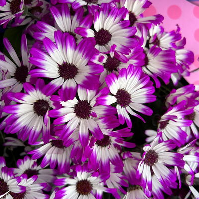 Greiskraut 'Magenta Bicolor', pink-weiß, Topf-Ø 15 cm, 3 Pflanzen