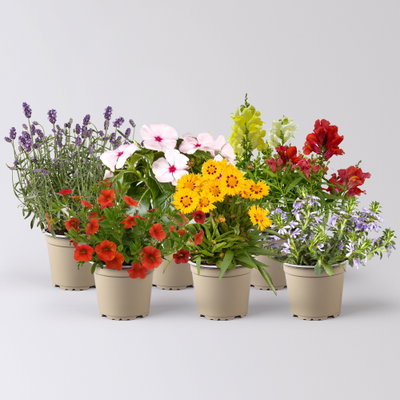 Pflanzenkreation Bunter Sommer, groß, 6 Pflanzen Pflanzenkreation Bunter Sommer, groß, 6 Pflanzen