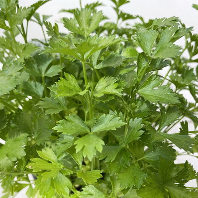 Schnittsellerie, Kölle Bio, 12cm Topf, frisch aus unserer Bio-Gärtnerei Schnittsellerie, Kölle Bio, 12cm Topf, frisch aus unserer Bio-Gärtnerei