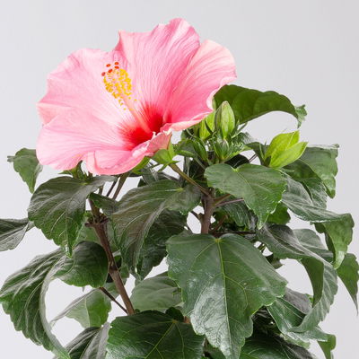 Hibiskus, rosa, Topf-Ø 13 cm, Höhe ca. 35 cm, 2 Pflanzen