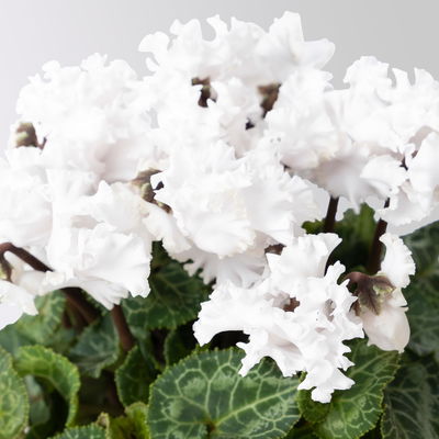 Alpenveilchen 'Merengue Mix' Farben zufällig, Topf-Ø 10,5 cm, 8 Pflanzen Alpenveilchen 'Merengue Mix' Farben zufällig, Topf-Ø 10,5 cm, 8 Pflanzen