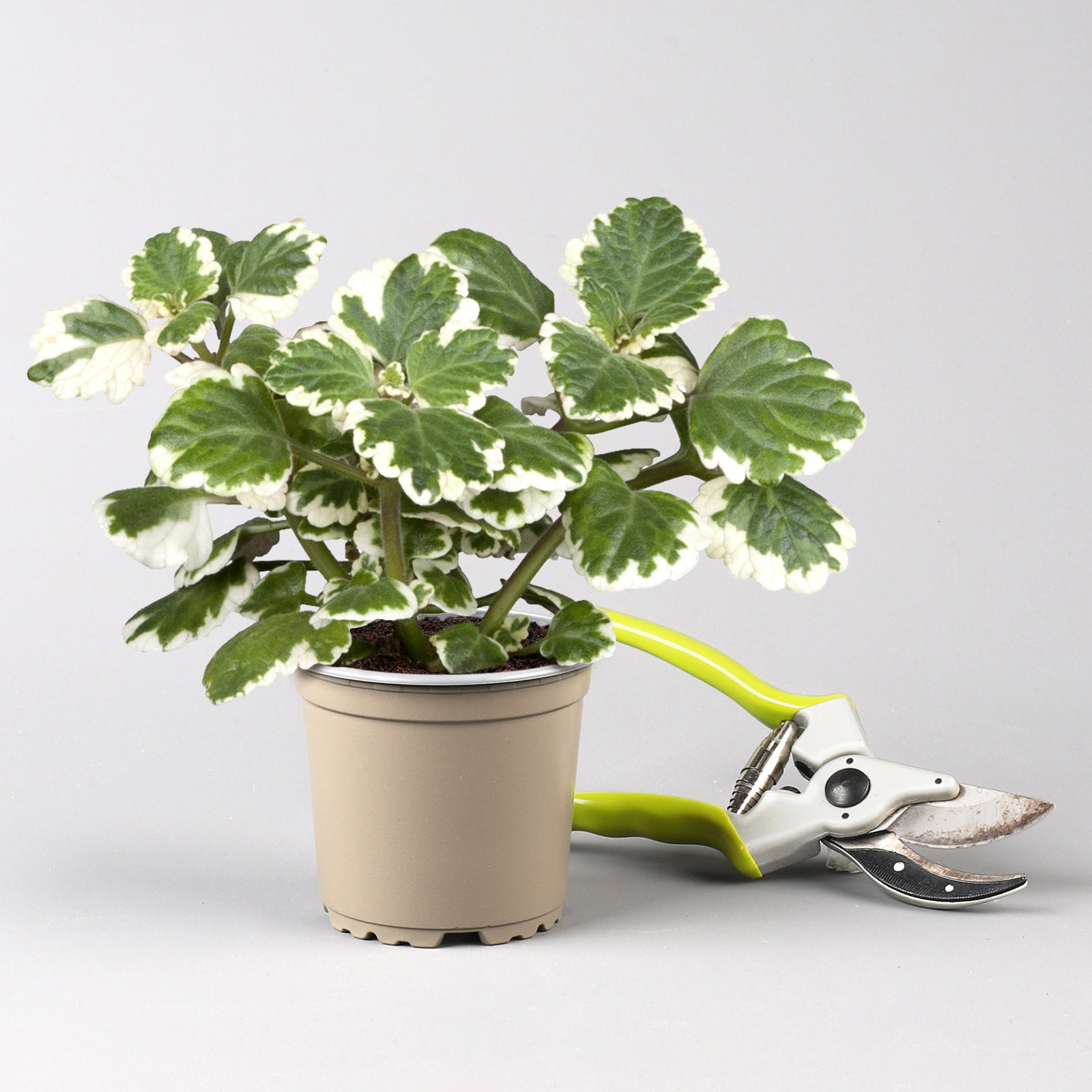 Pflanzenkreation 'No Mosquito', 12 Pflanzen inkl. Erde und Dünger