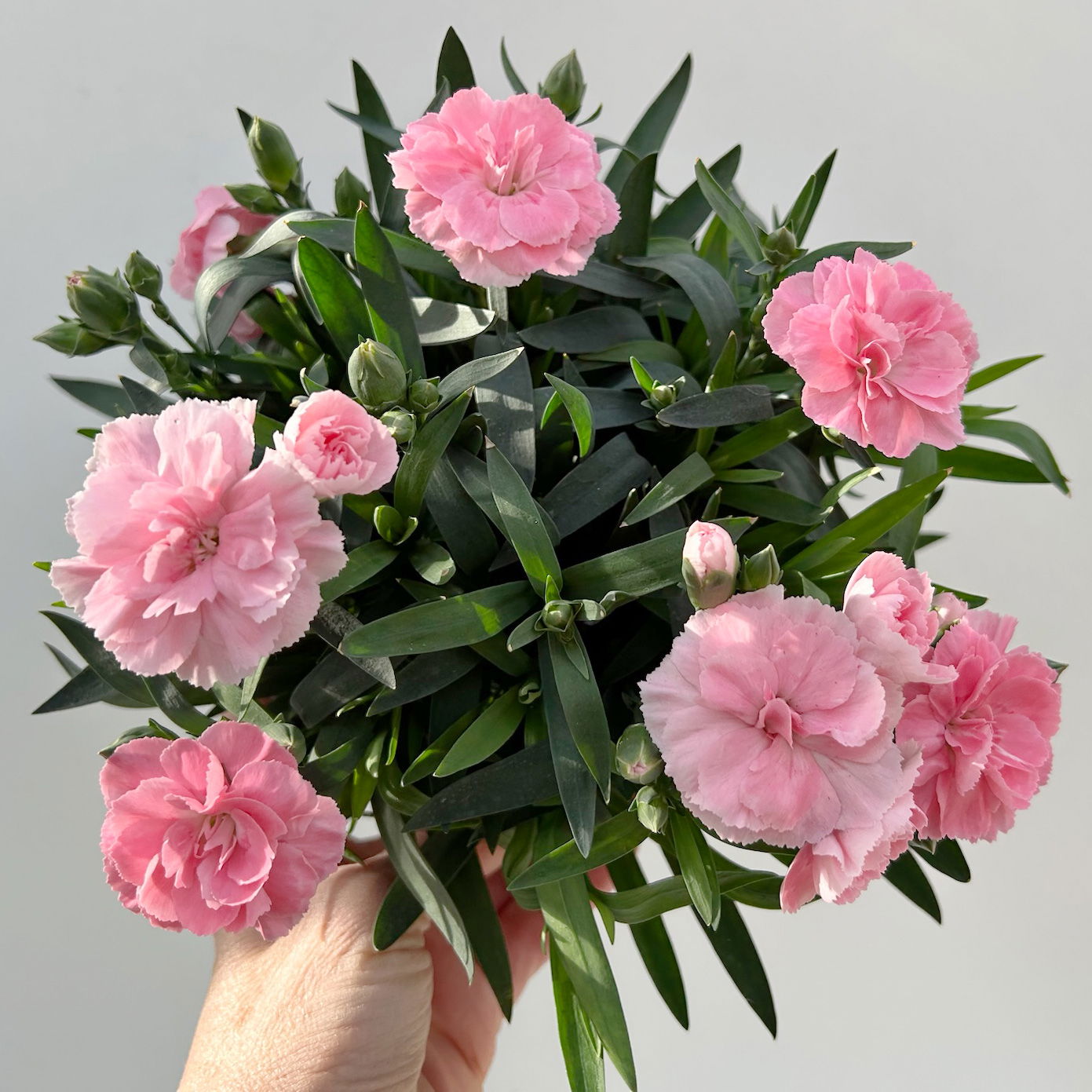 Nelke 'Oscar®', Farbe zufällig, TopfØ 14 cm, 4 Pflanzen kaufen