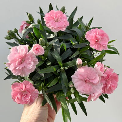 Nelke 'Oscar®', Farbe zufällig, Topf-Ø 14 cm, 4 Pflanzen