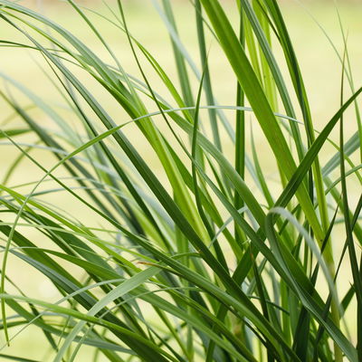 Bio Pampasgras 'Pumila', Topf 5 Liter