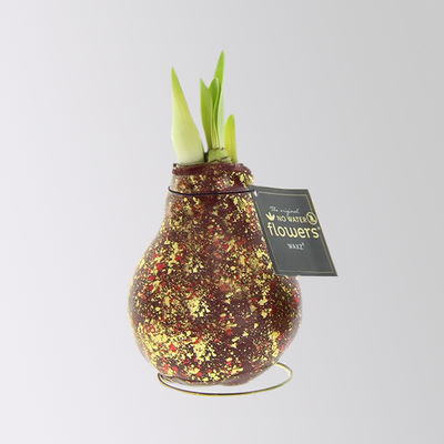 Amaryllis in Wachs, Dekor 'Galaxy Polaris', Farbe zufällig, Blüte rot