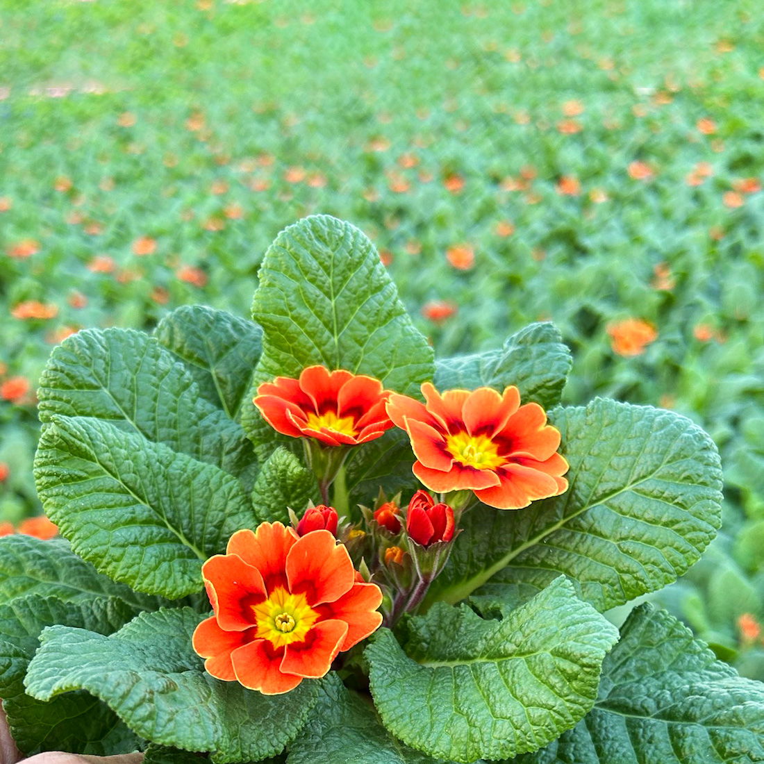 Pflanzenkreation Frühlingskick, 12 Pflanzen inkl. Erde