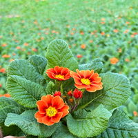 Pflanzenkreation Frühlingskick, 12 Pflanzen inkl. Erde