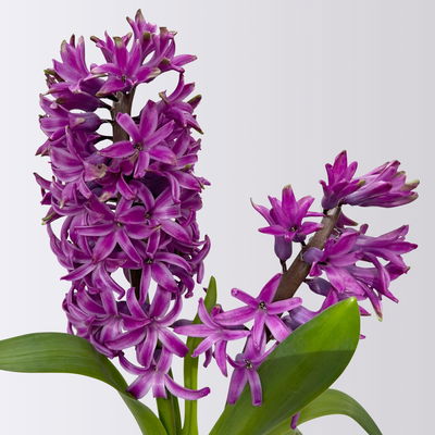 Hyazinthe, lila, vorgetrieben, Topf-Ø 9 cm, 9 Pflanzen