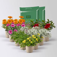 Pflanzenkreation 'Sonnenkünstler', 12 Pflanzen inkl. Erde