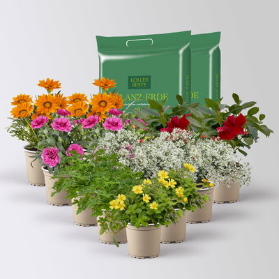 Pflanzenkreation 'Sonnenkünstler', 12 Pflanzen inkl. Erde