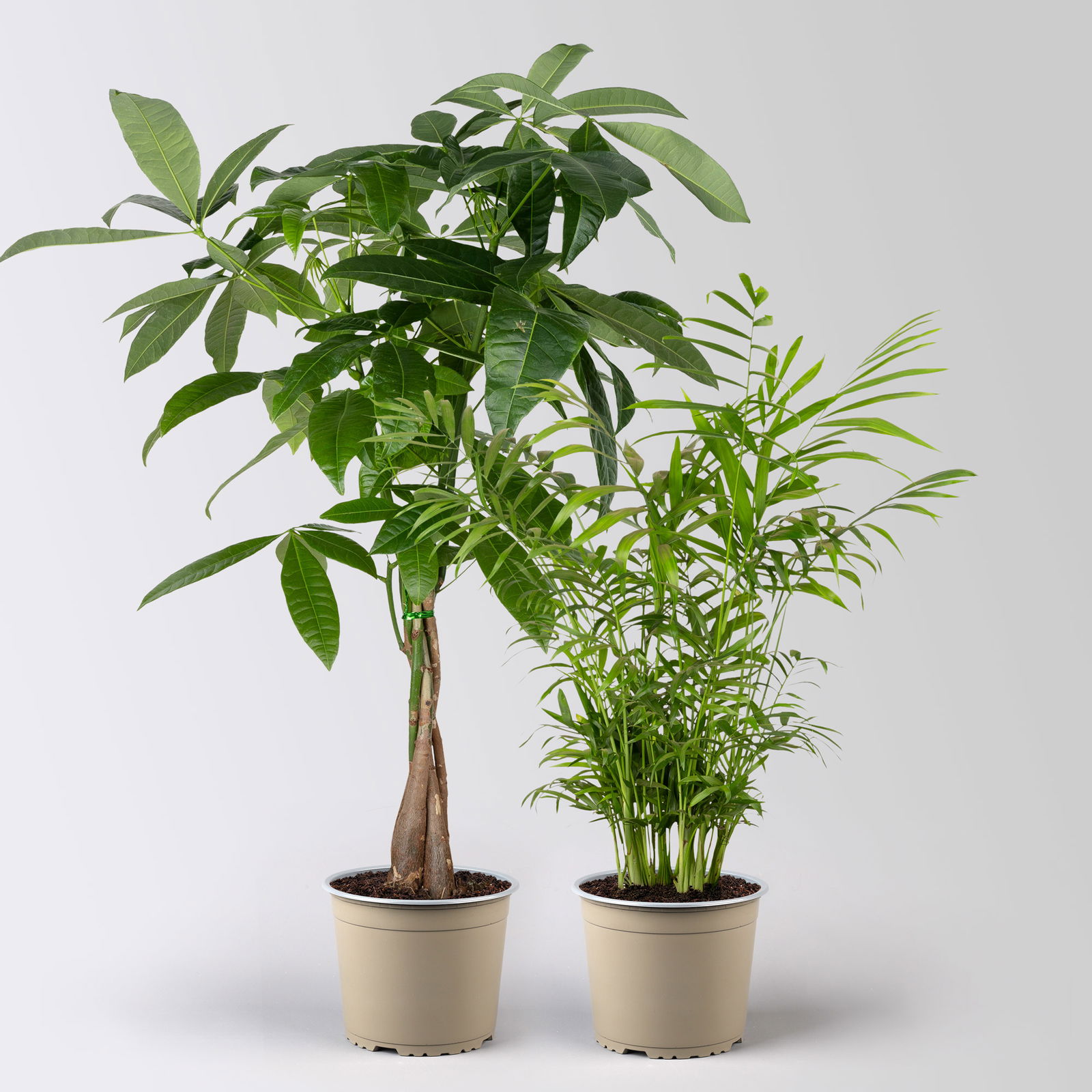 Grünpflanzen-Set Tierfreunde-Duo, Topf-Ø 17 cm, 2 Pflanzen