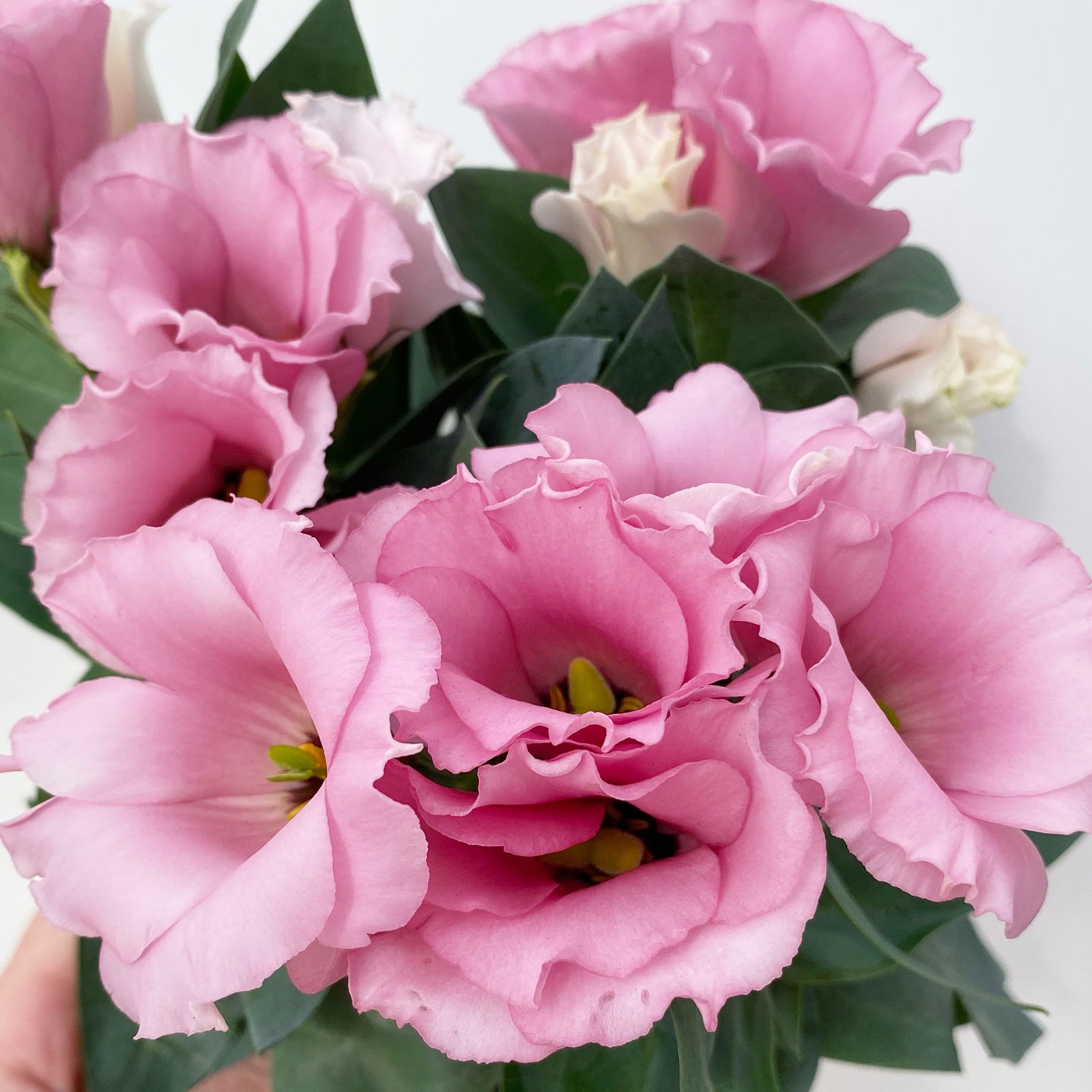 Lisianthus, rosa, Topf-Ø 10,5 cm, 6 Pflanzen