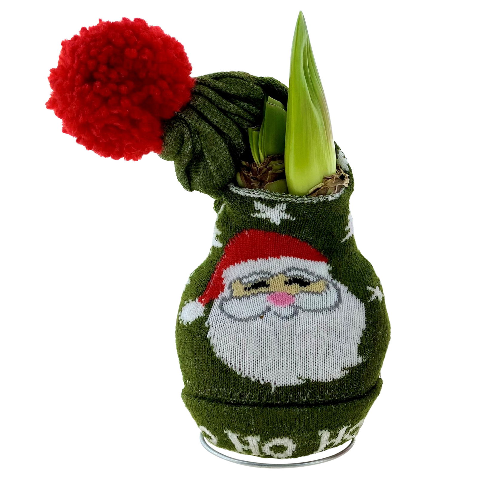 Gewachste XL-Amaryllis- Zwiebel, rote Blüte, mit Strickmütze 'Weihnachtsmann'