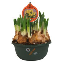 Narzisse 'Tête-à-Tête', gelb, vorgetrieben, Schalen-Ø 23 cm