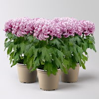 Chrysantheme 'Cosmo', lila, großblumig, Topf-Ø 12 cm, 3 Pflanzen