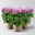 Chrysantheme 'Cosmo', lila, großblumig, Topf-Ø 12 cm, 3 Pflanzen Chrysantheme 'Cosmo', lila, großblumig, Topf-Ø 12 cm, 3 Pflanzen