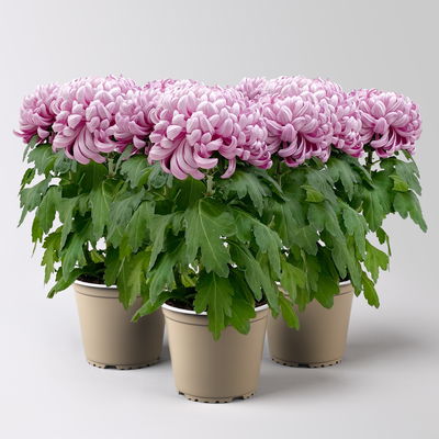 Chrysantheme 'Cosmo', lila, großblumig, Topf-Ø 12 cm, 3 Pflanzen Chrysantheme 'Cosmo', lila, großblumig, Topf-Ø 12 cm, 3 Pflanzen