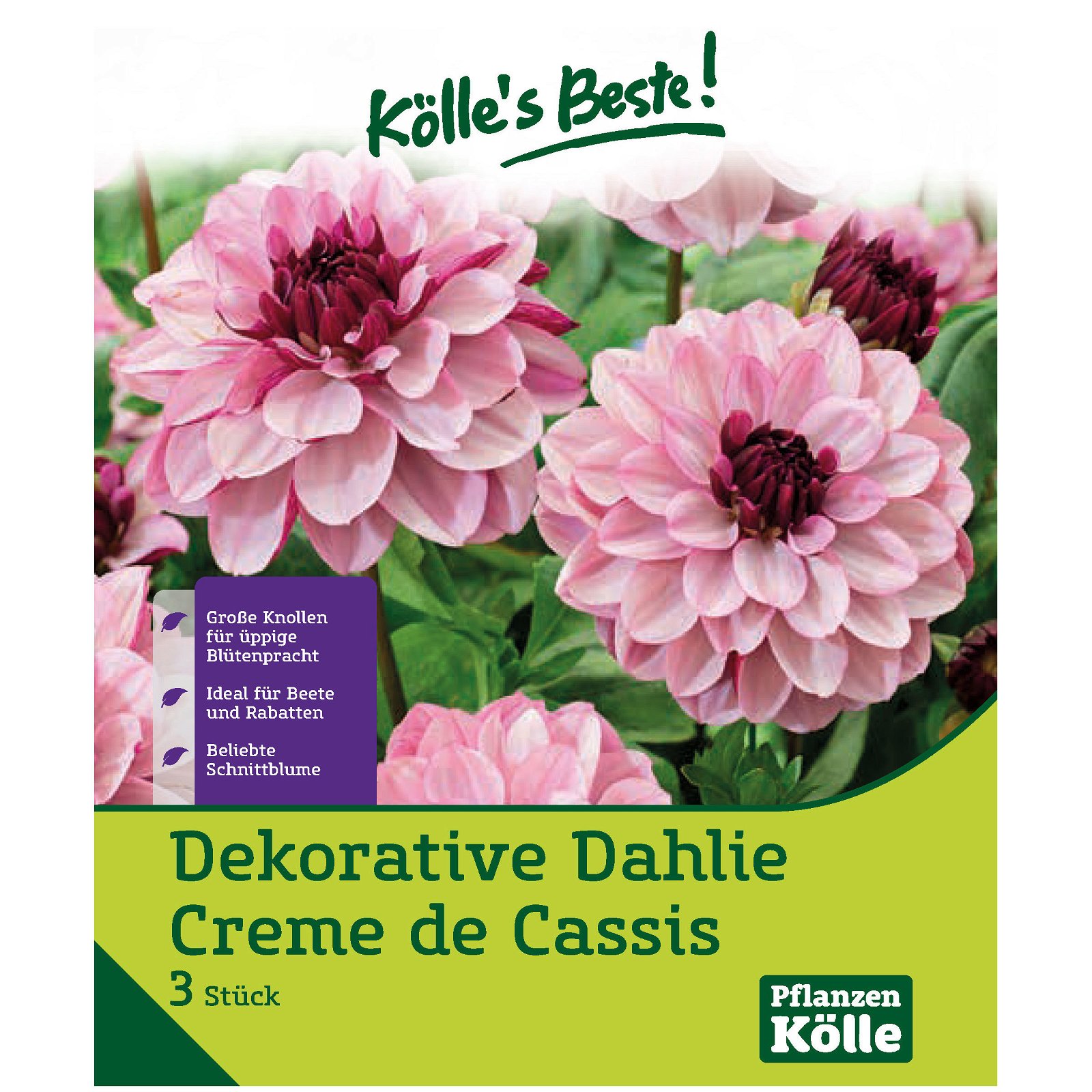 Dekorative Dahlie Creme de Cassis, lila, Größe 1, 3 Blumenknollen