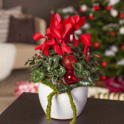 Kölle Alpenveilchen, Cyclamen persicum 'Outland', rot, Topf 11 cm Kölle Alpenveilchen, Cyclamen persicum 'Outland', rot, Topf 11 cm