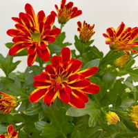 Chrysanthemen 'Rainbow Circus' rot-gelb gestreift Topf-Ø 14 cm, 4er-Set