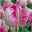 Papagei-Tulpe rosa, vorgetrieben, Topf-Ø 15 cm, 3er-Set