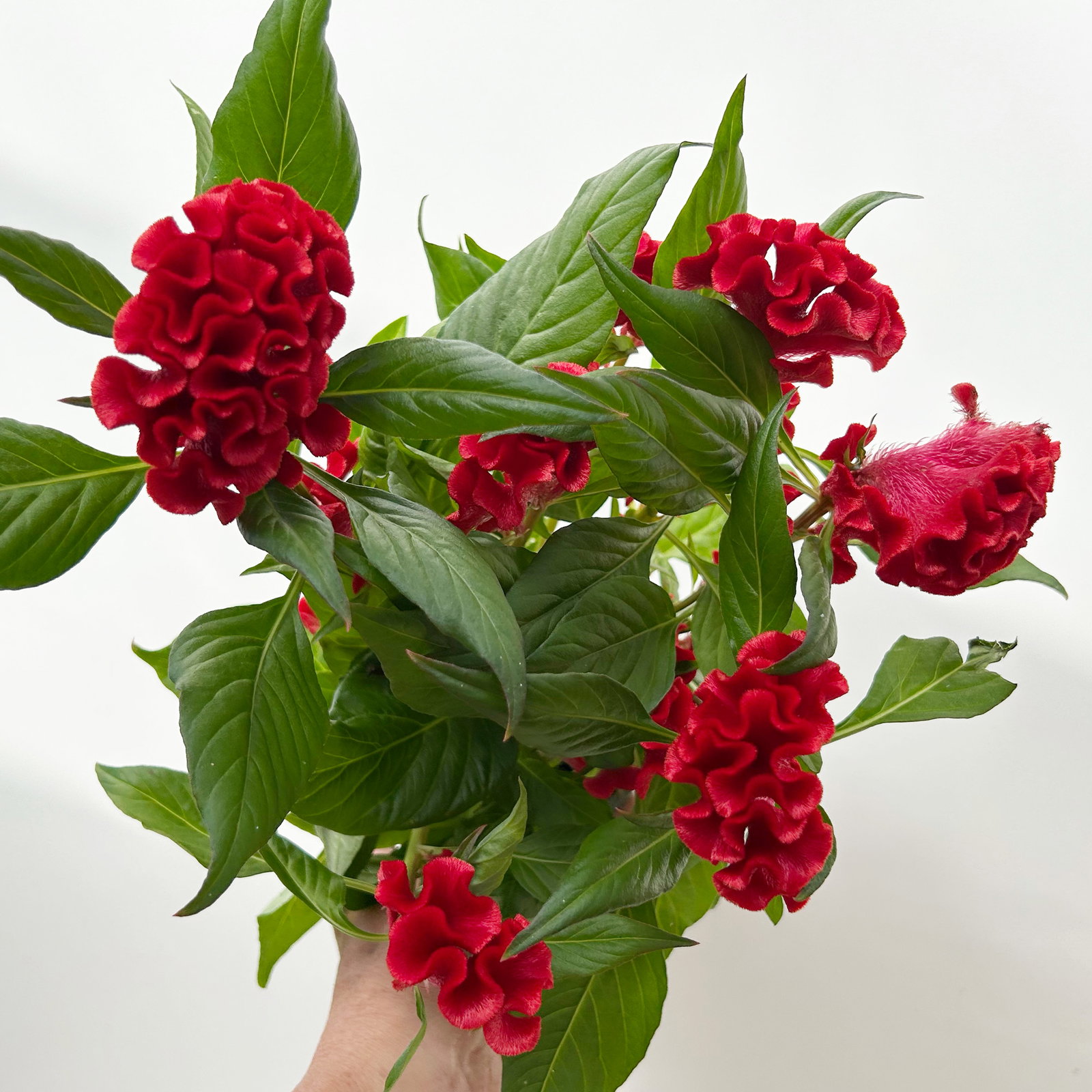 Celosia 'Tasty Twist Mix', Farben zufällig, Topf-Ø 12 cm, 6 Pflanzen Celosia 'Tasty Twist Mix', Farben zufällig, Topf-Ø 12 cm, 6 Pflanzen